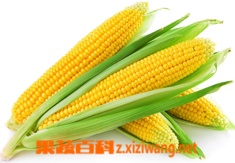 果蔬百科玉米