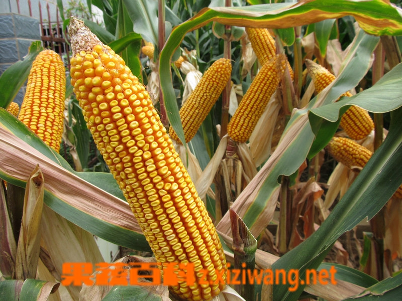 果蔬百科玉米