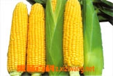 果蔬百科玉米