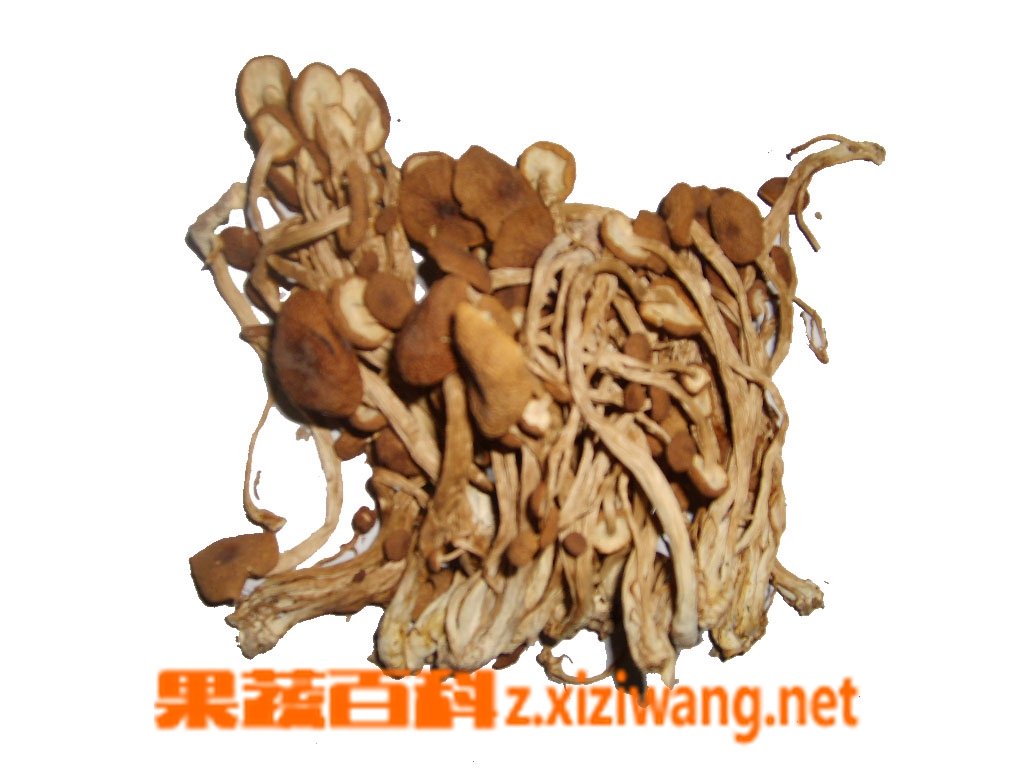 果蔬百科茶树菇