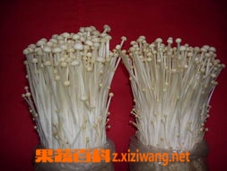 果蔬百科金针菇