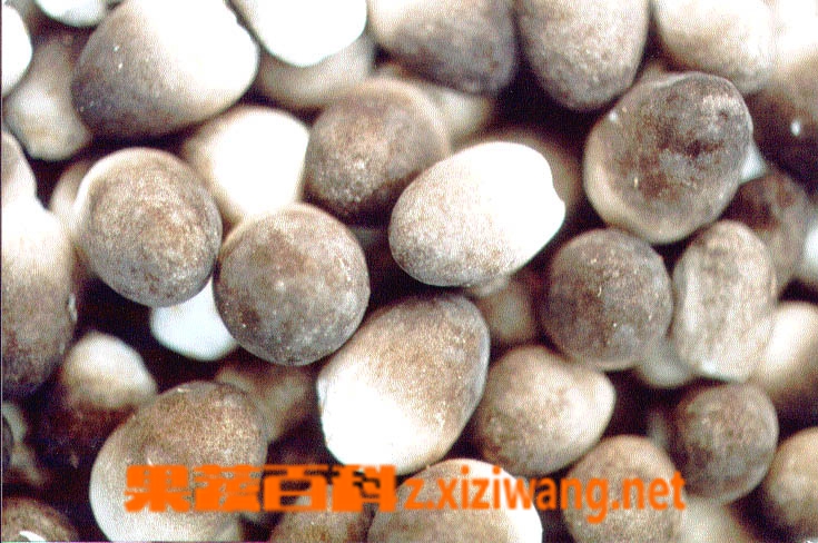 果蔬百科草菇