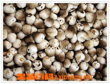 果蔬百科草菇