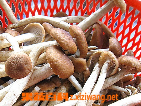 果蔬百科茶树菇