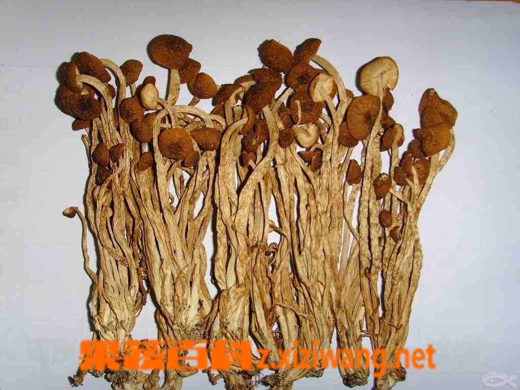 果蔬百科茶树菇