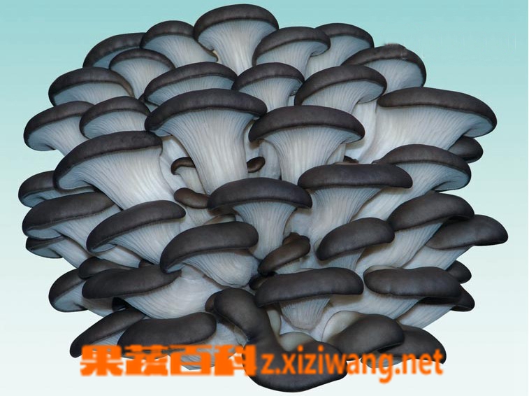 果蔬百科平菇