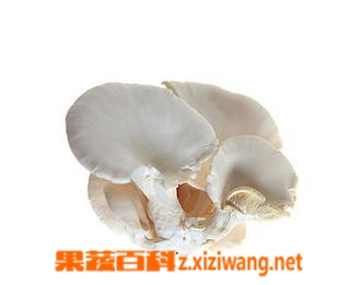 果蔬百科平菇