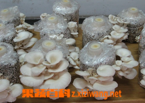 果蔬百科平菇