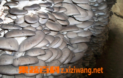 果蔬百科平菇
