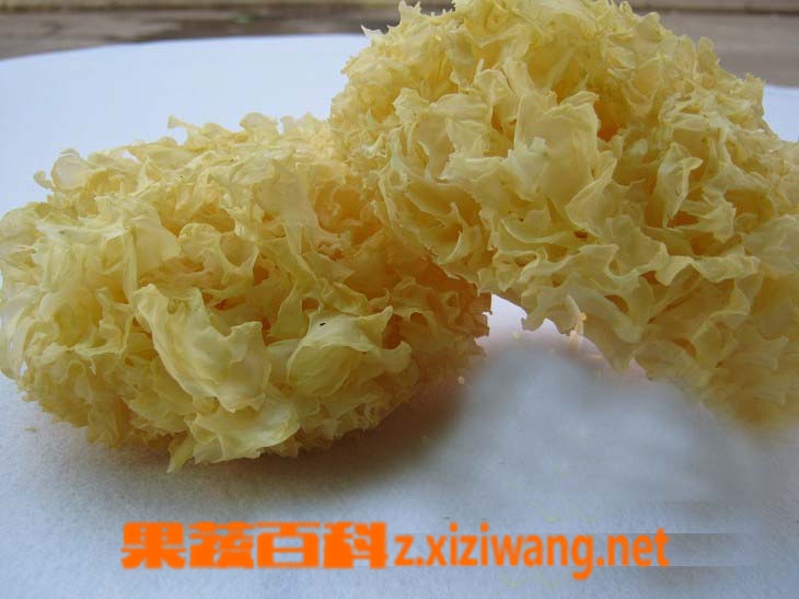 果蔬百科银耳