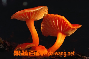果蔬百科草菇菌丝