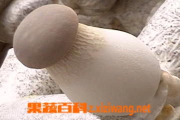 果蔬百科杏鲍菇