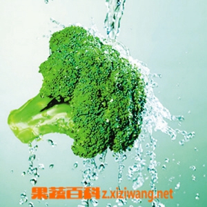 果蔬百科西兰花