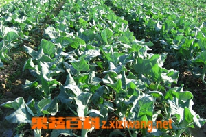 果蔬百科西兰花