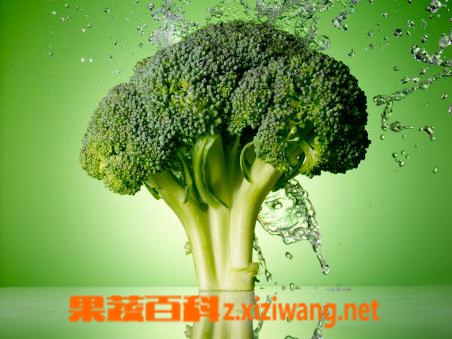 果蔬百科西兰花