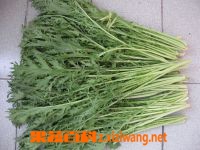 果蔬百科雪里红