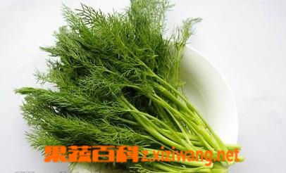 果蔬百科茴香