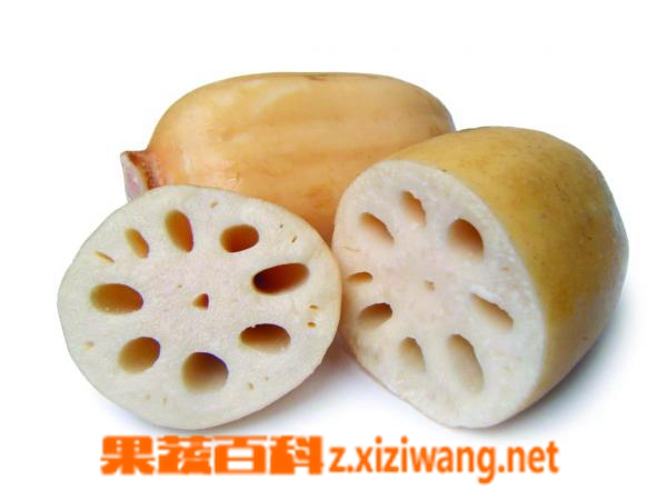 果蔬百科莲藕