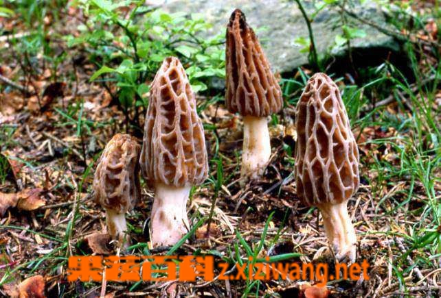 果蔬百科羊肚菌