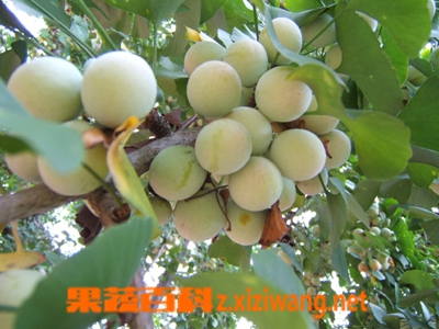 果蔬百科白果