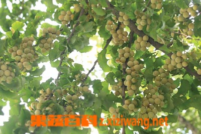 果蔬百科白果