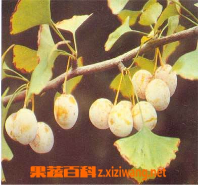 果蔬百科白果