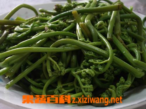 果蔬百科蕨菜