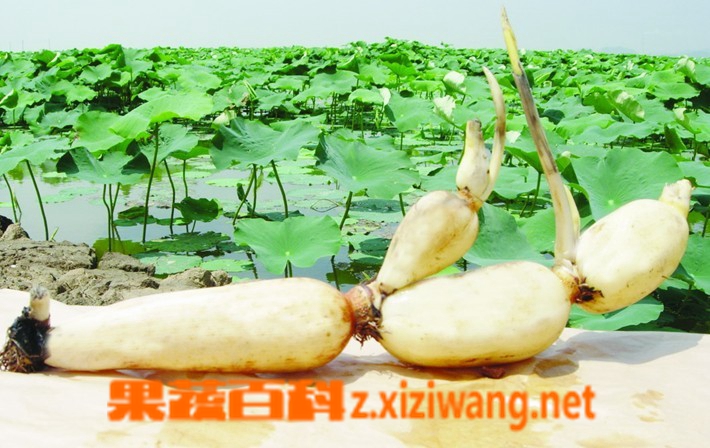 果蔬百科莲藕