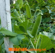 果蔬百科青豆