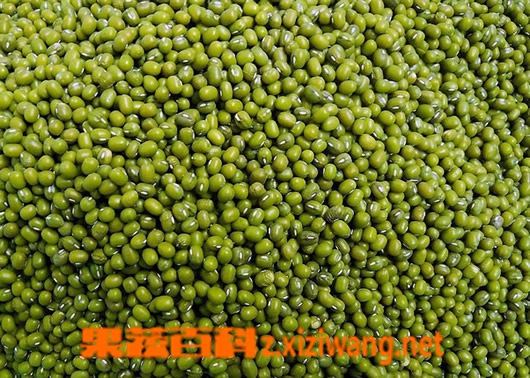 果蔬百科绿豆