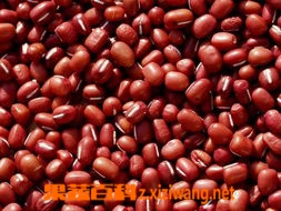 果蔬百科红豆