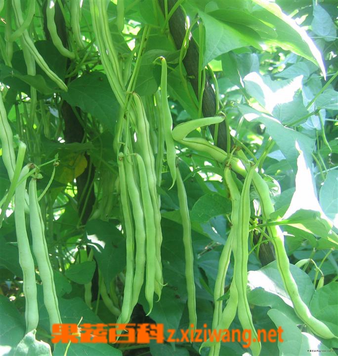 果蔬百科芸豆