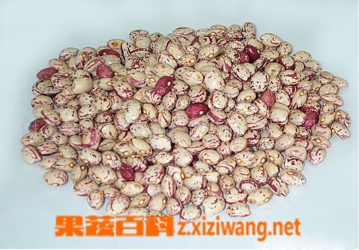 果蔬百科芸豆