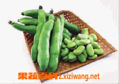 果蔬百科蚕豆