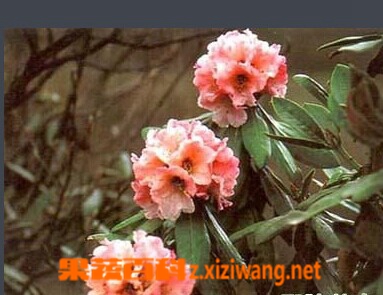 果蔬百科 裂毛雪山杜鹃