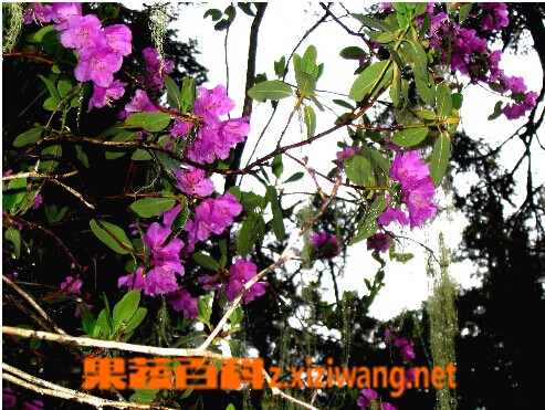 果蔬百科 林芝杜鹃