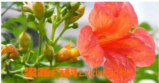 果蔬百科 凌霄