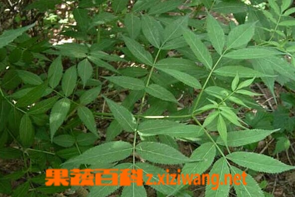 果蔬百科接骨木