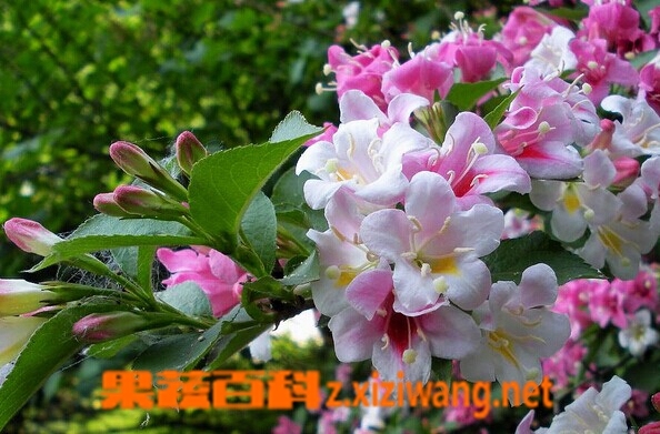 果蔬百科锦带花