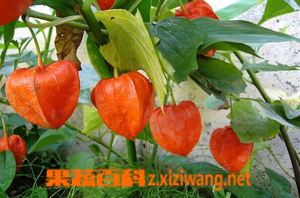 果蔬百科锦灯笼