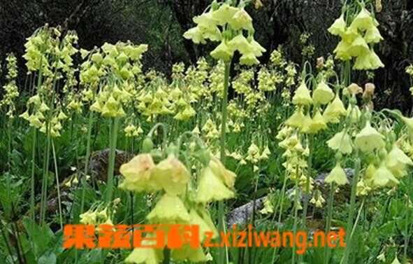 果蔬百科金黄脆蒴报春