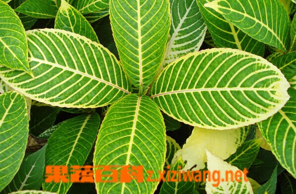 果蔬百科金脉爵床