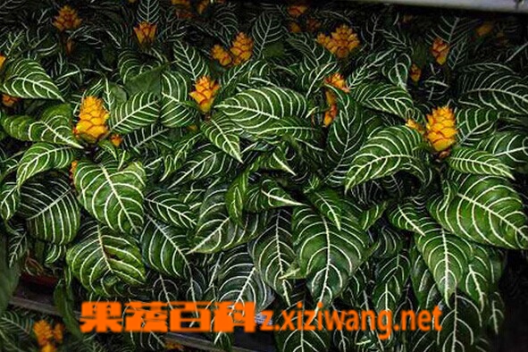 果蔬百科金脉单药花