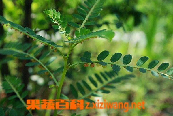 果蔬百科叶下珠