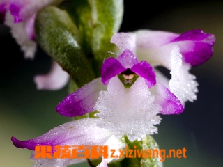 果蔬百科绶草
