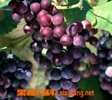 果蔬百科