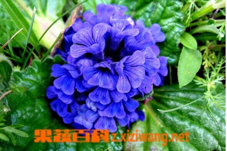 什么是筋骨草 筋骨草有什么功效与作用