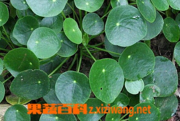 果蔬百科镜面草