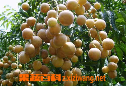 果蔬百科 黄皮果的功效和营养价值