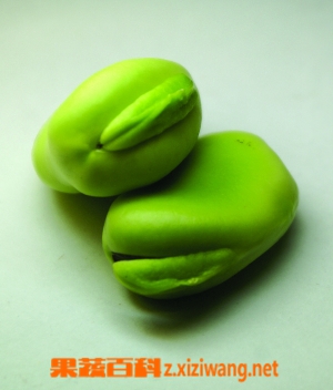 果蔬百科蚕豆